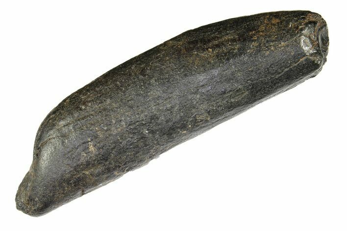 Fossil Sperm Whale (Physeteridae) Tooth - South Carolina #299393